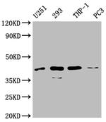 SI-CLP Antibody in Western Blot (WB)