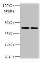 SI-CLP Antibody in Western Blot (WB)