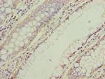 NMUR1 Antibody in Immunohistochemistry (Paraffin) (IHC (P))