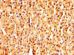 MAGED2 Antibody in Immunohistochemistry (Paraffin) (IHC (P))