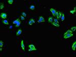 SLC7A7 Antibody in Immunocytochemistry (ICC/IF)