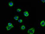 PACSIN3 Antibody in Immunocytochemistry (ICC/IF)