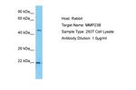 MMP23 Antibody in Western Blot (WB)