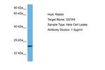 GSTA5 Antibody in Western Blot (WB)