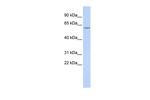 CES7 Antibody in Western Blot (WB)