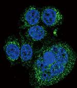 HTRA1 Antibody in Immunocytochemistry (ICC/IF)