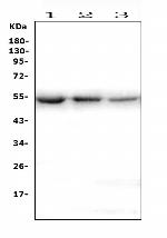 ONECUT2 Antibody in Western Blot (WB)