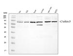 CUL3 Antibody in Western Blot (WB)