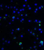 IL-17A Antibody in Immunocytochemistry (ICC/IF)