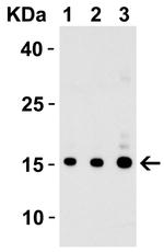 IL-17A Antibody in Western Blot (WB)