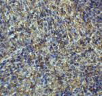 ARR3 Antibody in Immunohistochemistry (Paraffin) (IHC (P))