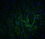 GABARAPL2 Antibody in Immunohistochemistry (Paraffin) (IHC (P))