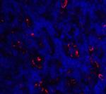 ICOS (CD278) Antibody in Immunohistochemistry (IHC)