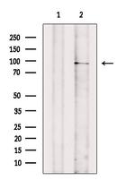 Phospho-TNFAIP3 (Ser381) Antibody in Western Blot (WB)