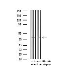 Phospho-C-Jun (Ser73) Antibody in Western Blot (WB)