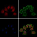 Phospho-HSF1 (Ser303) Antibody in Immunocytochemistry (ICC/IF)