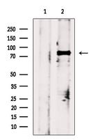 Phospho-HSF1 (Ser303) Antibody in Western Blot (WB)