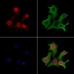 Phospho-MCM2 (Ser41) Antibody in Immunocytochemistry (ICC/IF)