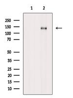 Phospho-MCM2 (Ser41) Antibody in Western Blot (WB)