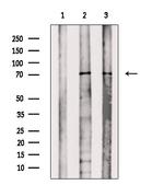 Phospho-PAK4/5/6 (Ser474) Antibody in Western Blot (WB)