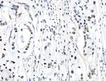 Phospho-TOPBP1 (Ser1138) Antibody in Immunohistochemistry (Paraffin) (IHC (P))