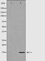 H3R8me2 Antibody in Western Blot (WB)