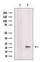 Caspase 7 (Cleaved Asp198) Antibody in Western Blot (WB)