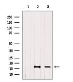 H4K12ac Antibody in Western Blot (WB)