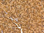 Arg3.1 Antibody in Immunohistochemistry (Paraffin) (IHC (P))