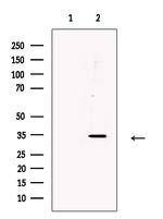 CD297 Antibody in Western Blot (WB)