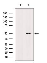 CCR8 Antibody in Western Blot (WB)