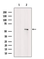 CHRM4 Antibody in Western Blot (WB)