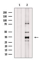 CREM Antibody in Western Blot (WB)