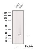 CSF2 Antibody in Western Blot (WB)