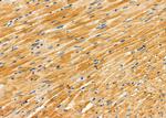 PPBP Antibody in Immunohistochemistry (Paraffin) (IHC (P))