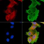 COX6A1 Antibody in Immunocytochemistry (ICC/IF)