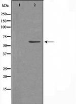 CYP4X1 Antibody in Western Blot (WB)