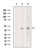 DFFB Antibody in Western Blot (WB)