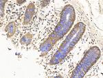 DHH Antibody in Immunohistochemistry (Paraffin) (IHC (P))