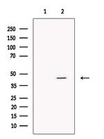 DHH Antibody in Western Blot (WB)