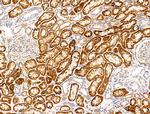 DPP6 Antibody in Immunohistochemistry (Paraffin) (IHC (P))