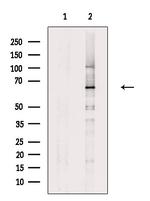 SLC1A6 Antibody in Western Blot (WB)