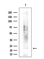 EBI3 Antibody in Western Blot (WB)