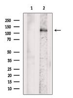 EPHA3 Antibody in Western Blot (WB)