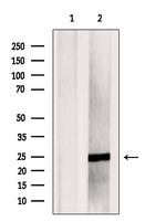 FAM3C Antibody in Western Blot (WB)