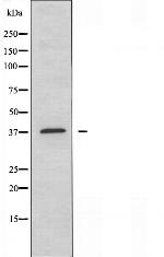 FKBPL Antibody in Western Blot (WB)