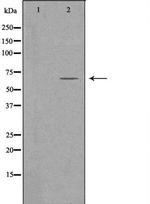 FZD9 Antibody in Western Blot (WB)