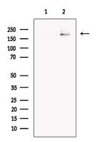 gp210 Antibody in Western Blot (WB)