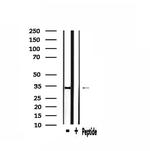 HP1 gamma Antibody in Western Blot (WB)