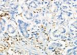 ICOS (CD278) Antibody in Immunohistochemistry (Paraffin) (IHC (P))